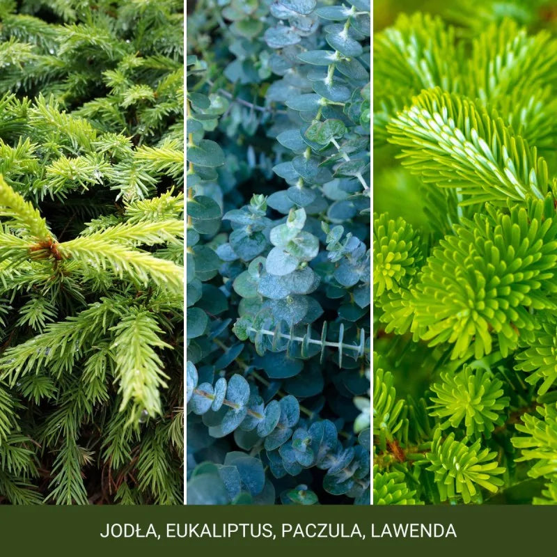 Three types of greenery with labels: Jodóz, Eukaliptus, Paczóz, Lawenda.